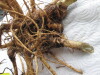 Thumbnail IMG_3633.JPG 
