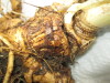 Thumbnail IMG_3634.JPG 