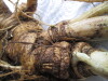 Thumbnail IMG_3635.JPG 