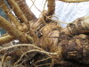 Thumbnail IMG_3636.JPG 