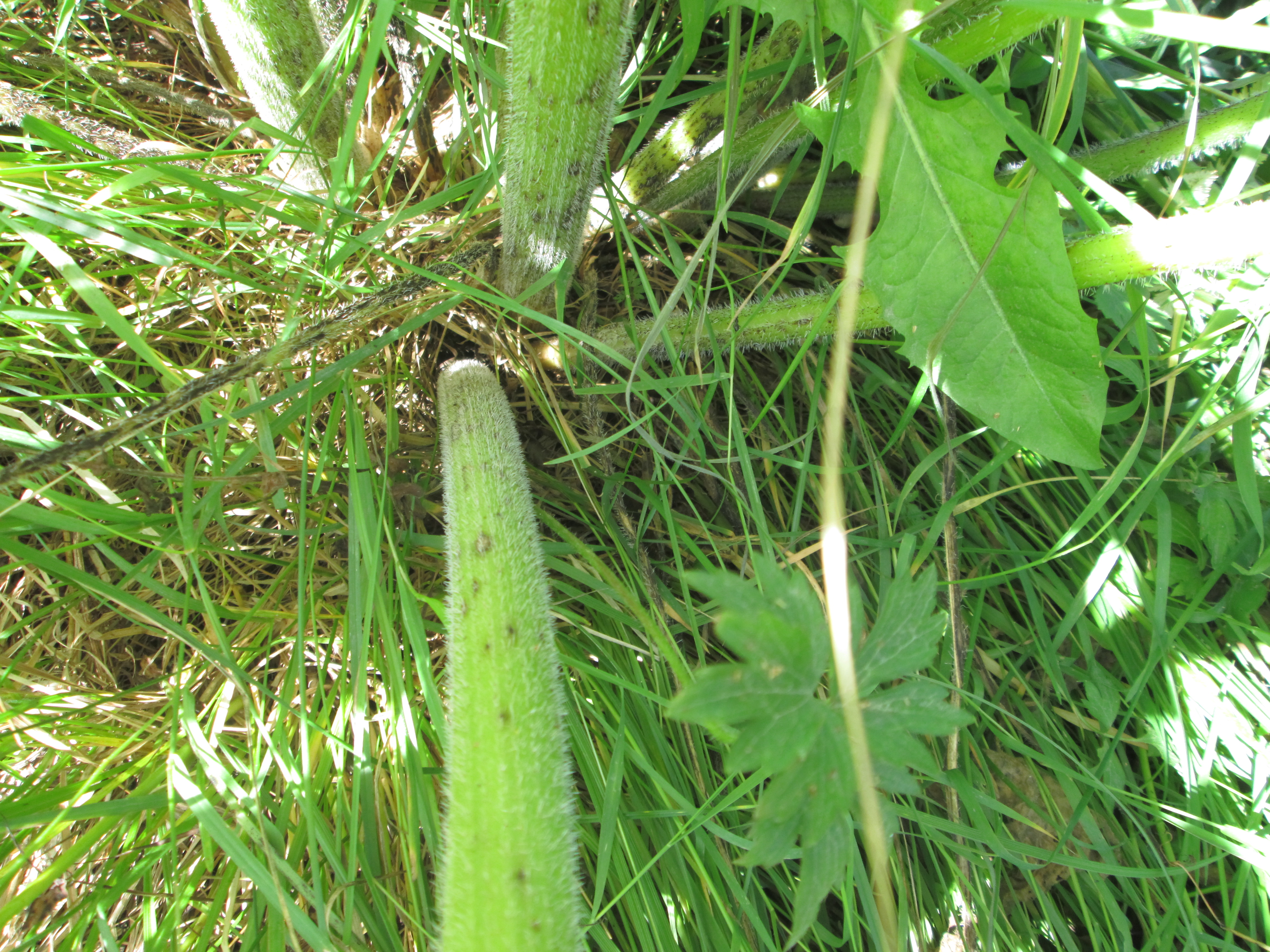 IMG_1542.JPG 