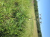 Thumbnail IMG_1571.JPG 