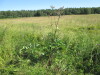 Thumbnail IMG_1572.JPG 