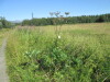 Thumbnail IMG_1573.JPG 