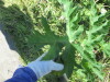 Thumbnail IMG_1575.JPG 
