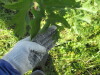 Thumbnail IMG_1576.JPG 
