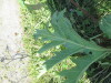 Thumbnail IMG_1577.JPG 