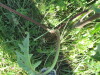Thumbnail IMG_1578.JPG 