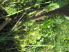Thumbnail IMG_1579.JPG 