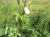 Thumbnail IMG_1580.JPG 