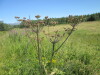 Thumbnail IMG_1581.JPG 