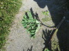 Thumbnail IMG_1582.JPG 