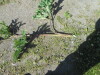 Thumbnail IMG_1583.JPG 