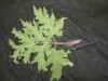 Thumbnail IMG_2390.JPG 