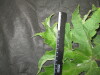 Thumbnail IMG_2391.JPG 