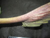 Thumbnail IMG_2392.JPG 