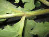 Thumbnail IMG_2393.JPG 