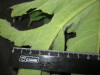 Thumbnail IMG_2394.JPG 