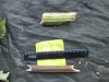 Thumbnail IMG_2395.JPG 