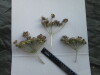 Thumbnail IMG_2398.JPG 