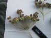 Thumbnail IMG_2399.JPG 