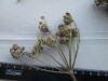 Thumbnail IMG_2400.JPG 