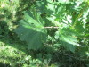 Thumbnail IMG_1598.JPG 
