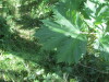 Thumbnail IMG_1599.JPG 