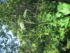 Thumbnail IMG_1600.JPG 