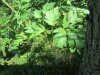 Thumbnail IMG_1601.JPG 