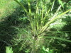 Thumbnail IMG_1603.JPG 