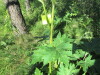Thumbnail IMG_1604.JPG 