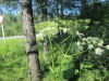 Thumbnail IMG_1605.JPG 
