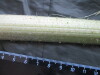 Thumbnail IMG_2446.JPG 