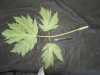 Thumbnail IMG_2449.JPG 
