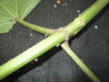 Thumbnail IMG_2450.JPG 