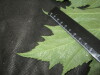 Thumbnail IMG_2451.JPG 
