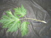 Thumbnail IMG_2452.JPG 