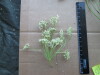 Thumbnail IMG_2453.JPG 
