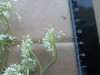 Thumbnail IMG_2454.JPG 