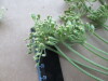 Thumbnail IMG_2455.JPG 