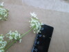 Thumbnail IMG_2456.JPG 