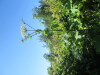 Thumbnail IMG_1612.JPG 