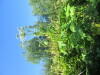 Thumbnail IMG_1613.JPG 