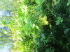Thumbnail IMG_1614.JPG 