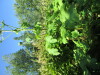 Thumbnail IMG_1616.JPG 