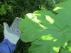 Thumbnail IMG_1618.JPG 