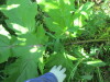 Thumbnail IMG_1619.JPG 