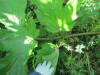 Thumbnail IMG_1620.JPG 