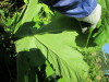 Thumbnail IMG_1621.JPG 